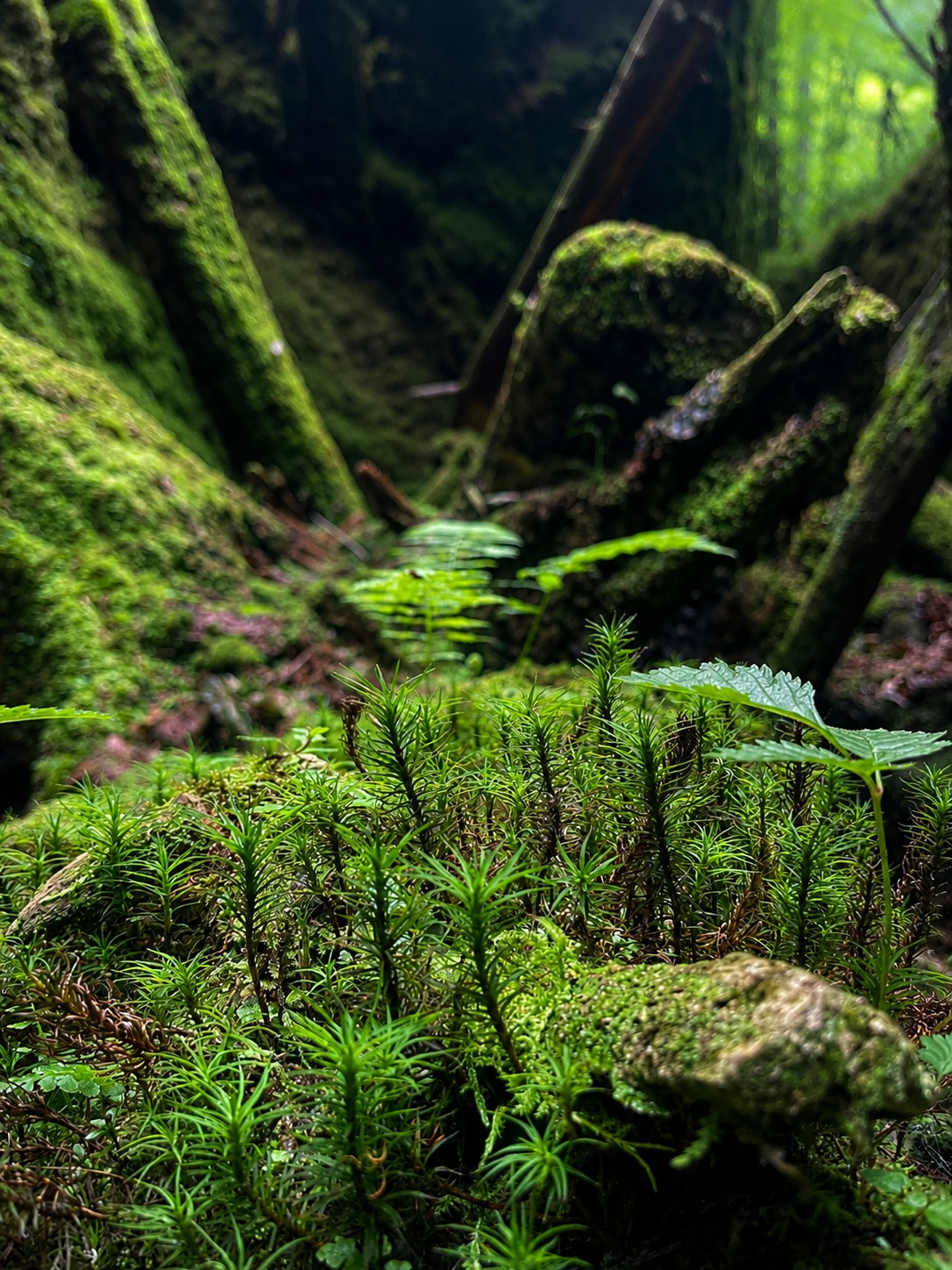 moss