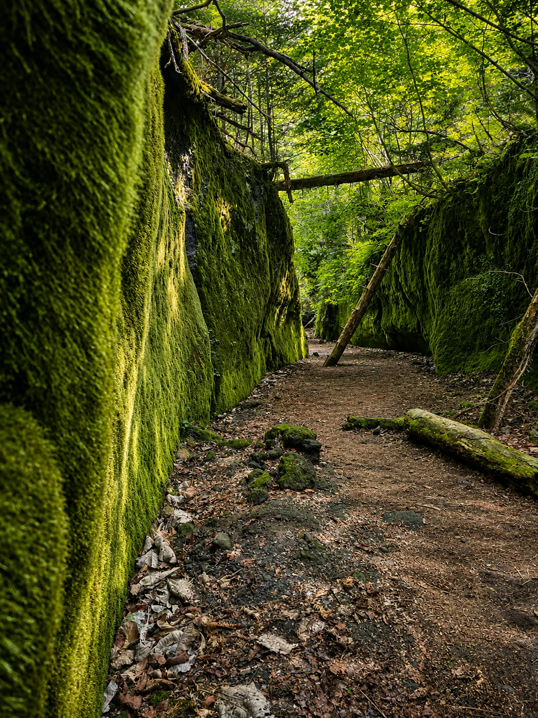 mossy forest
